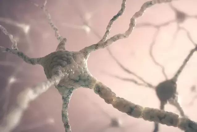 cấu trúc tế bào thần kinh